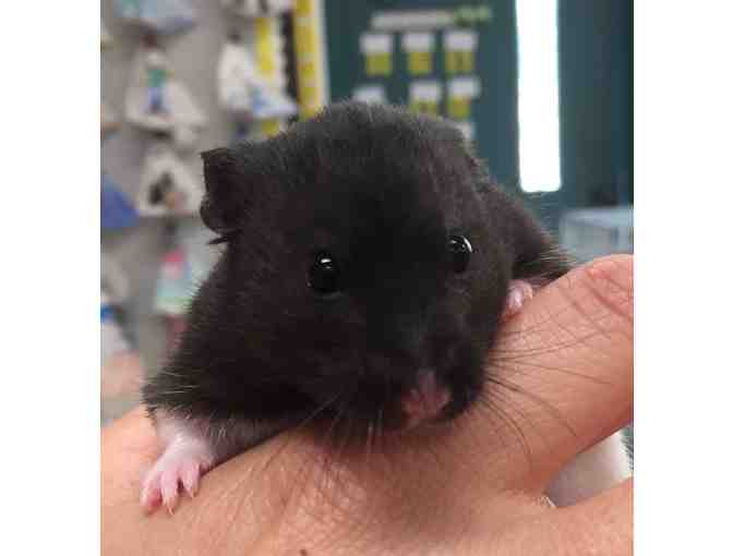 Your Very Own Hamster, Starter Kit,  Humphrey Books & $30 Petco Gift Card! (3rd Grade)