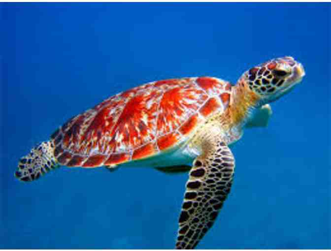 New England Aquarium for 4 plus $50 gc to James Hook & Co