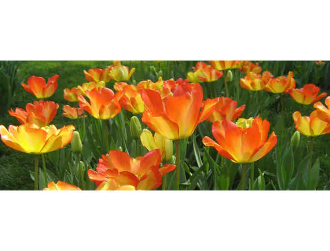 One Family Day Pass and 4 Train Tickets for Descanso Gardens