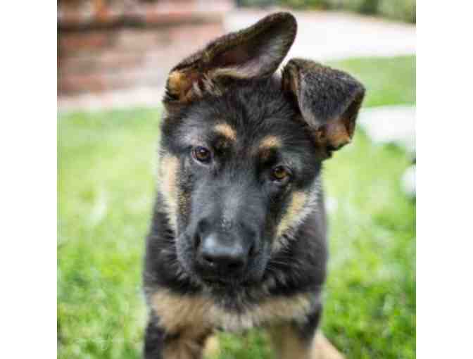 One 90 Minute In-Home Dog Training Session with Professional Dog Trainer Paul Owens