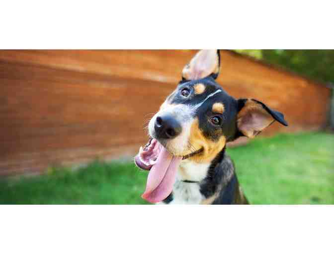 Pamper your pooch with a Deluxe Spa Treatment from Healthy Spot