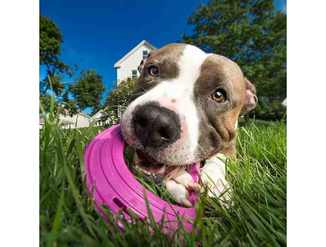 Kurgo Complete Road Trip Package for your Dog