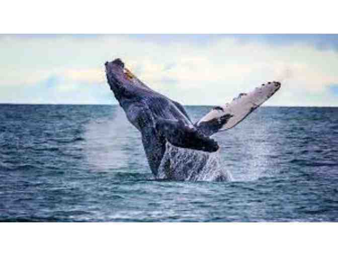 Enjoy Whale Watching with Davey's Locker in Laguna Beach for 4 people