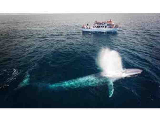 Whale Watching Passes for 2 in beautiful Newport Beach, CA