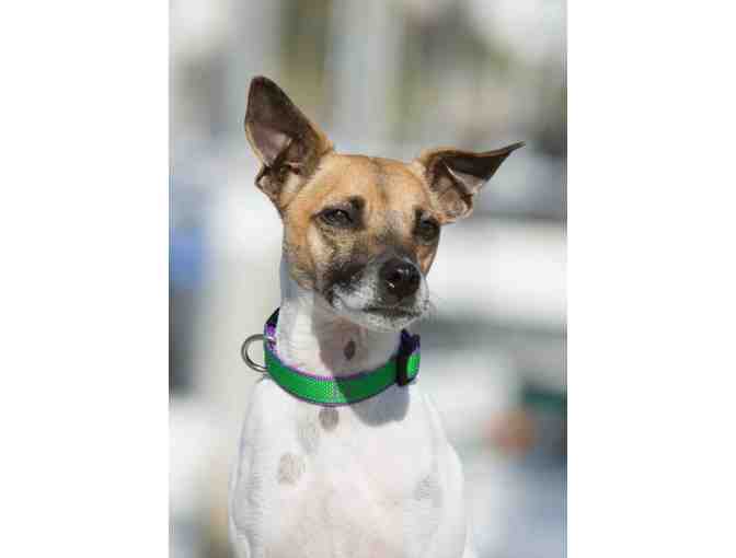 Augusta Green Collar & Leash from Lupine Pet