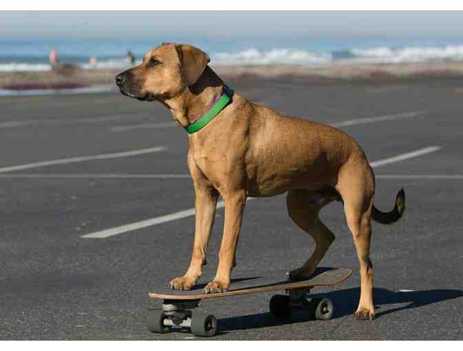 Augusta Green Collar & Leash from Lupine Pet