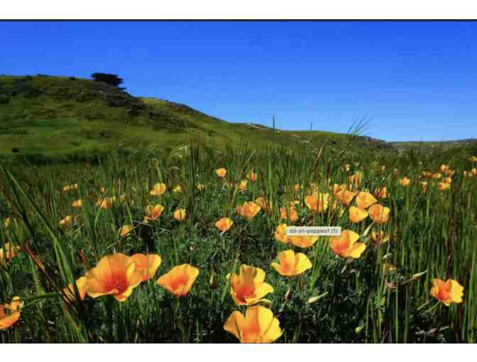 Excursion Day Pass for 2 Adults to Santa Rosa Island by Island Packers