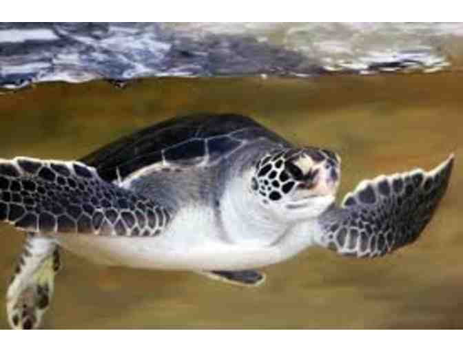 Admission for 2 adults and 2 children to the Living Coast Discovery Center