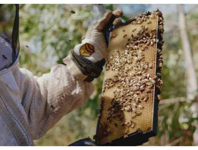 Private Beekeeping Class for up to 4 People