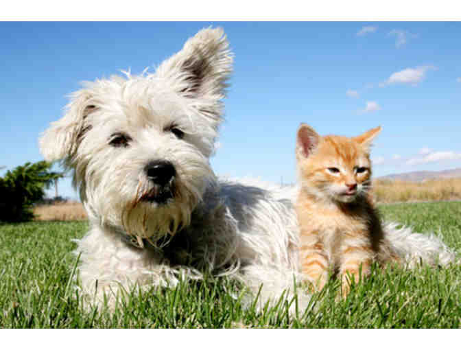 Mann Memorial Veterinary Clinic - $100 gift certificate