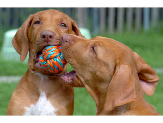 Mann Memorial Veterinary Clinic - $100 gift certificate