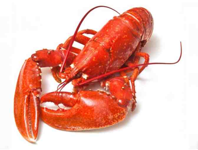 Live Maine Lobsters - 10 count