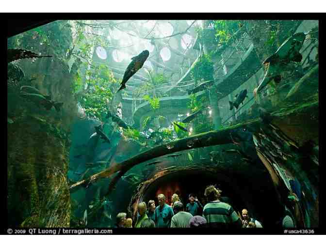Family Outing to the California Academy of Sciences