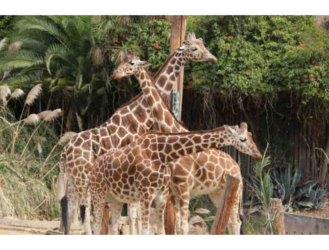 A Day at the Oakland Zoo with Dinner Delivered