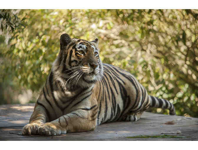 A Day at the Oakland Zoo with Dinner Delivered