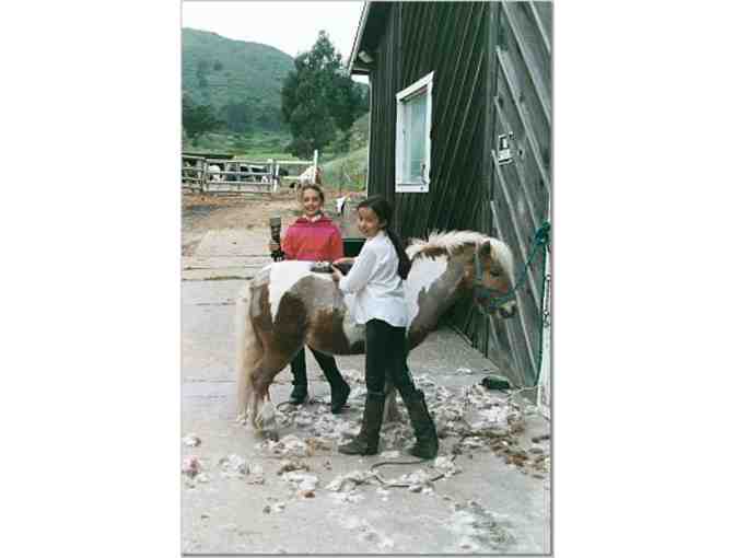 Pony and Barnyard Fun in Half Moon Bay