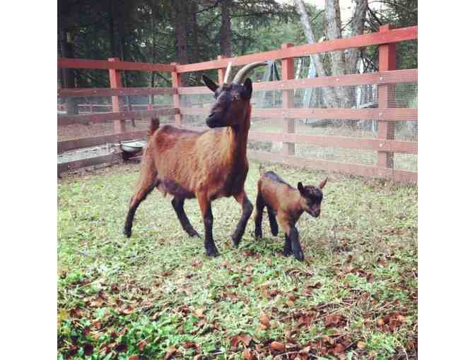 Sonoma Train Town Excursion