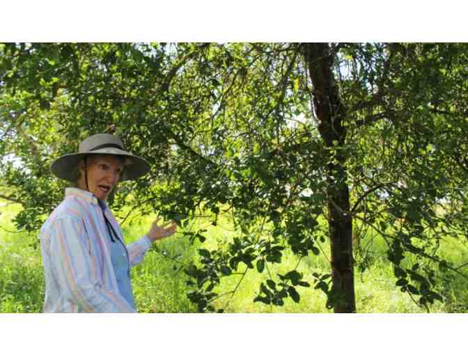 Picnic Lunch for 10 at Papaloa