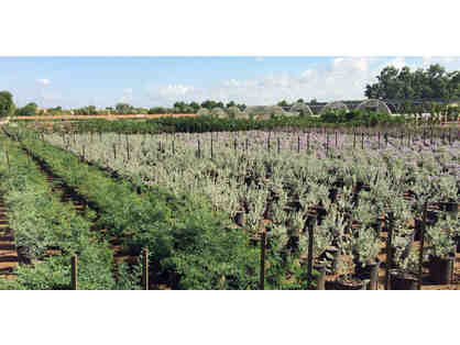 One 15 Gallon Tree | Elgin Nursery & Tree Farm