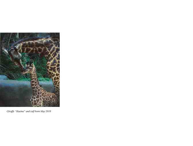 A Behind the Scenes, Docent-Guided Tour for 4 @ the LA Zoo & Botanical Gardens