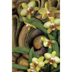 Orchid Inn at San Simeon/Broughton Hospitality