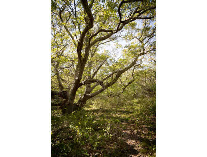 Private Natural History Tour of Coskata-Coatue Wildlife Refuge for 4 people - Nantucket