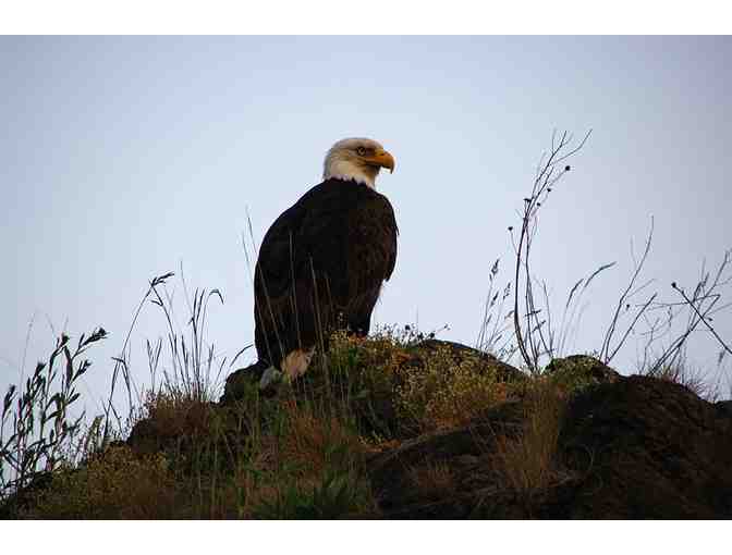 5-Hour San Juan Islands Tandem Kayaking Trip from Anacortes - 2 Tickets