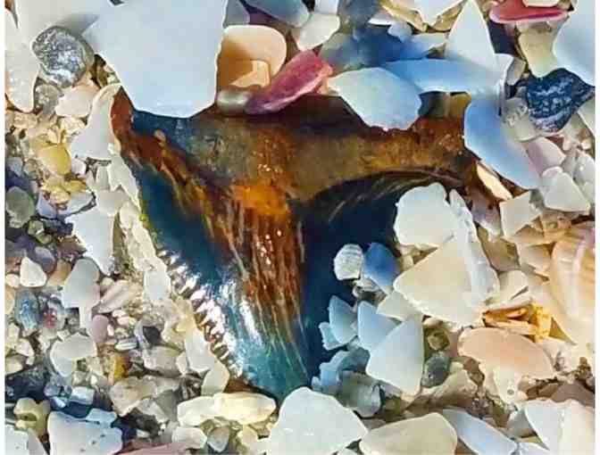 Egmont Key Ferry Trip for Two - See the Egmont Key Lighthouse (#1)