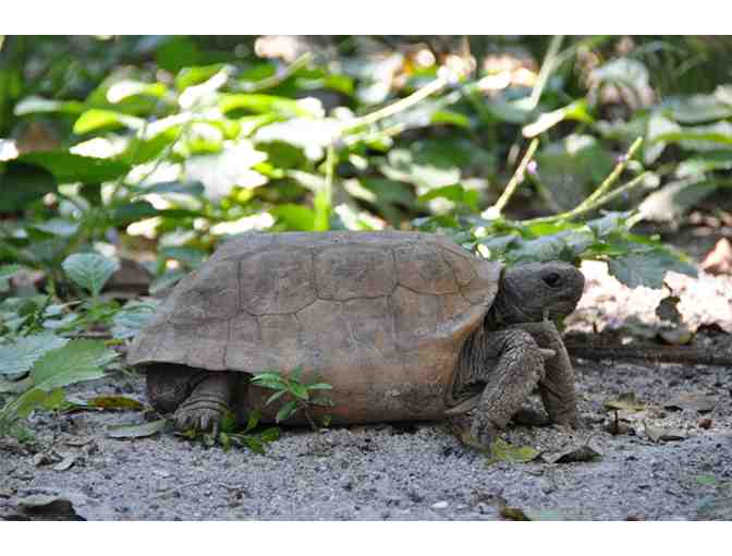 Egmont Key Ferry Trip for Two - See the Egmont Key Lighthouse (#2)