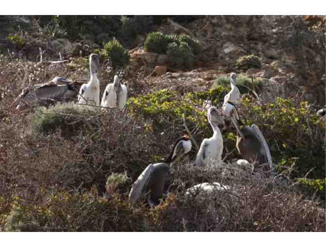 Day Trip to Anacapa or Santa Cruz Island - 2 Tickets