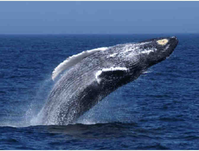 Hyannis Whale Watcher Cruises - $150 Gift Certificate