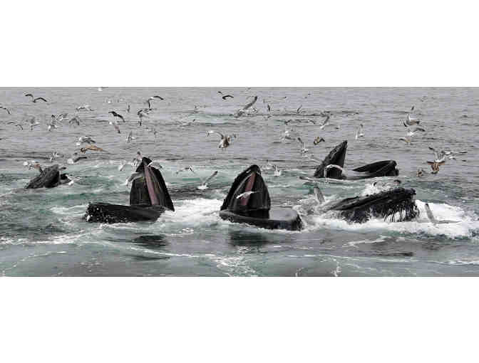 Hyannis Whale Watcher Cruises - $150 Gift Certificate