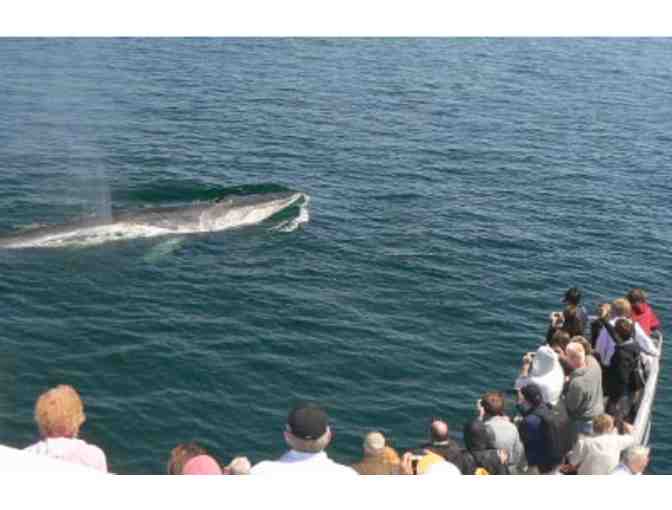 Hyannis Whale Watcher Cruises - $150 Gift Certificate