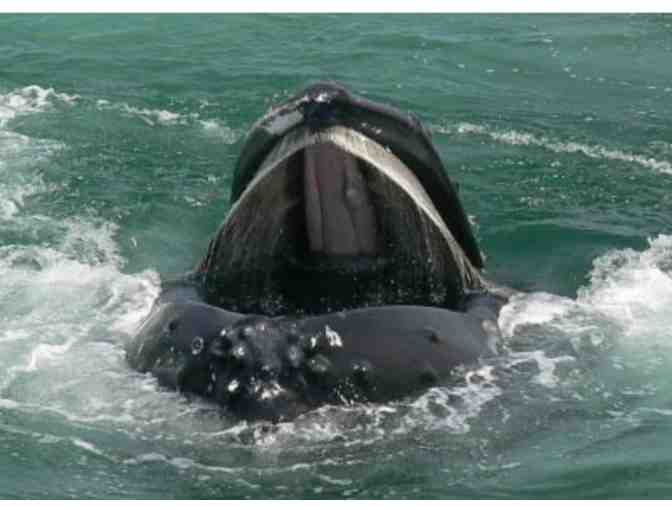 Hyannis Whale Watcher Cruises - $150 Gift Certificate