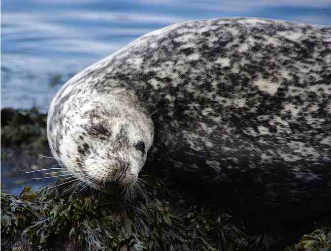 Two tickets for a 3-Hour San Juan Islands Kayaking Trip from Anacortes, WA