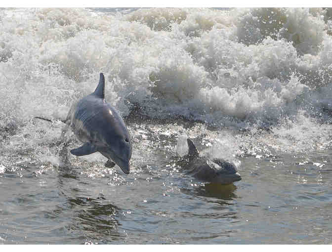 Daytime Dolphin Tour in Tybee, GA for Family of 4