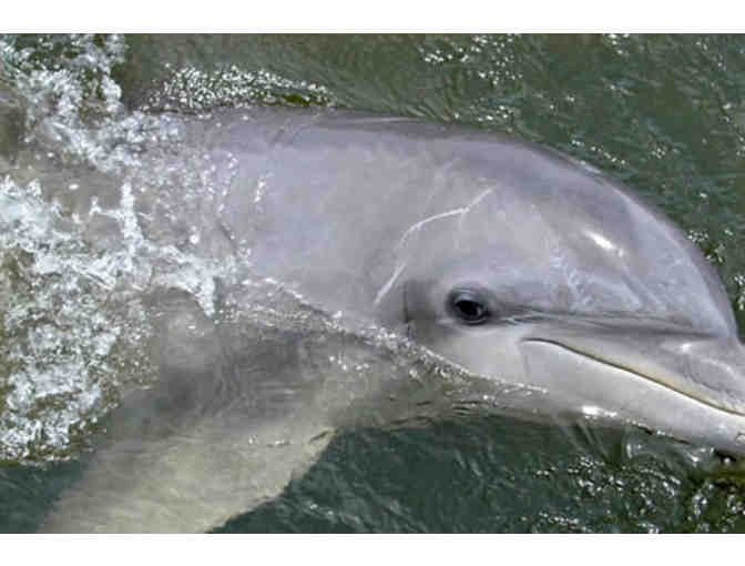Daytime Dolphin Tour in Tybee, GA for Family of 4