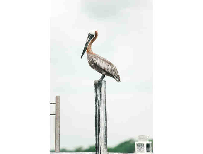 Daytime Dolphin Tour in Tybee, GA for Family of 4