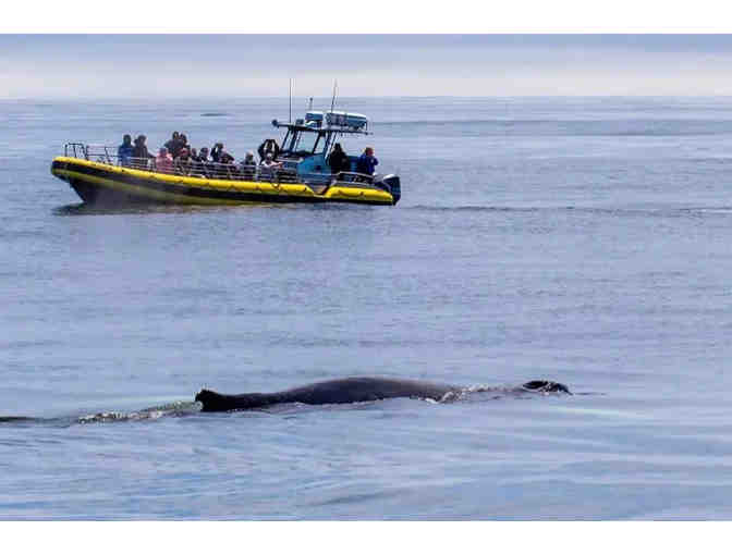 New England Eco Adventures - $100 Gift Card