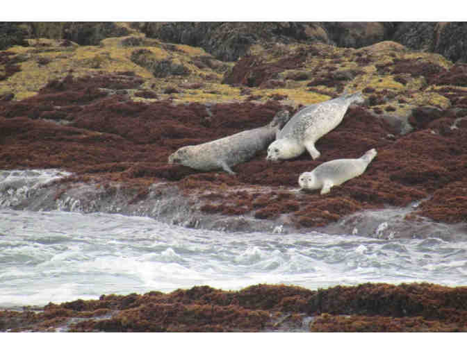 Two Hour Tour with Cap'n Fish's Cruises in Boothbay Harbor, ME - 2 Tickets