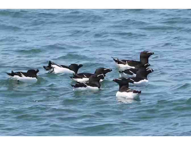 Puffin and Lighthouse Cruise with Bar Harbor Whale Watch - 2 Tickets