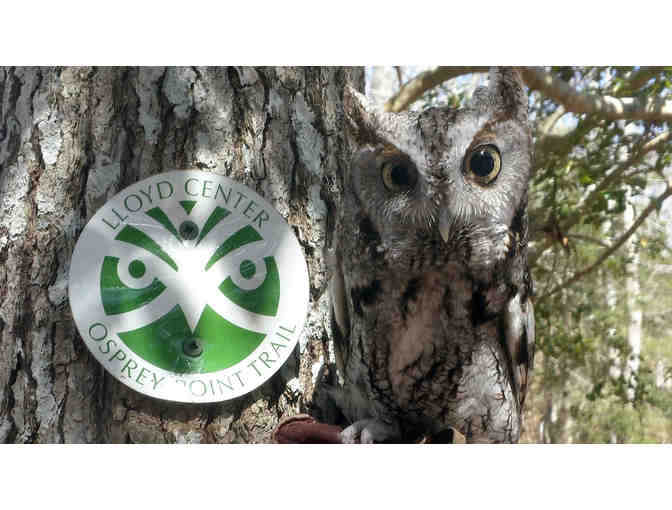 MEET KOKO, THE LLOYD CENTER'S RESIDENT SCREECH OWL