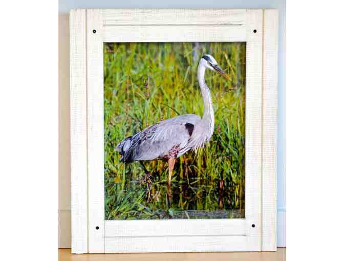 GREAT BLUE HERON - FRAMED