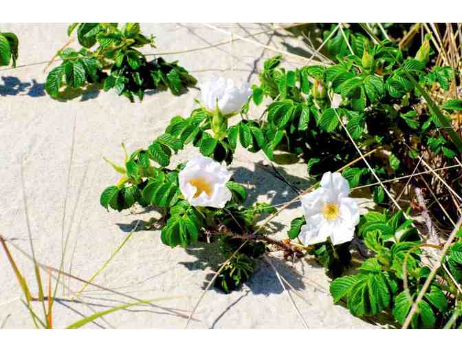 COCKTAIL PARTY AND WALK AT BARNEY'S JOY