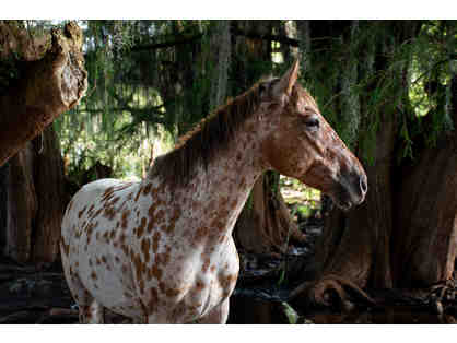 HORSE AT CASCADAS - FRAMED