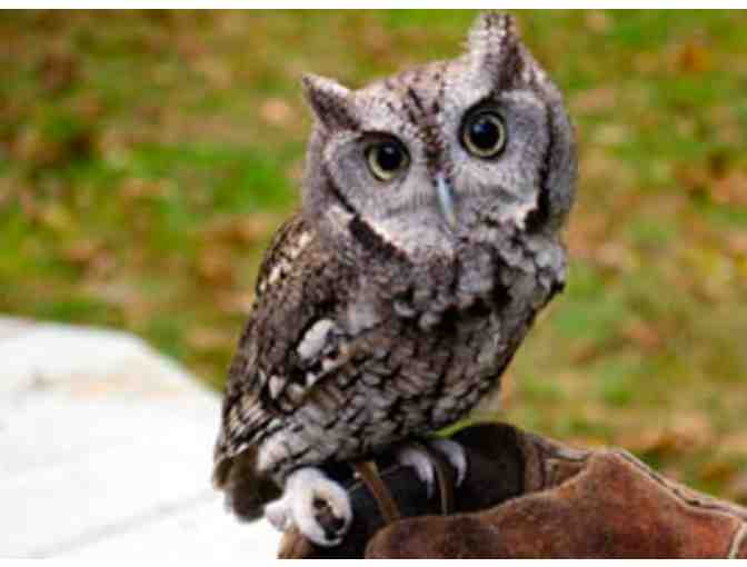 MEET KOKO, THE LLOYD CENTER'S RESIDENT SCREECH OWL