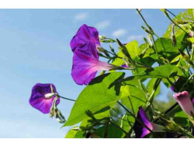 NEW ENGLAND BOTANIC GARDEN AT TOWER HILL