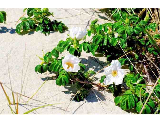 COCKTAIL PARTY FOR 6 AND WALK TO BARNEY'S