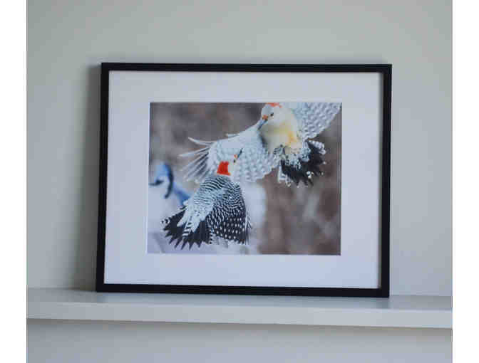 RED-BELLIED WOODPECKERS IN FLIGHT