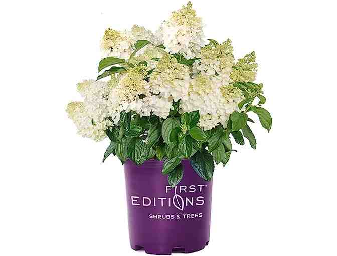 HYDRANGEAS ANYONE?